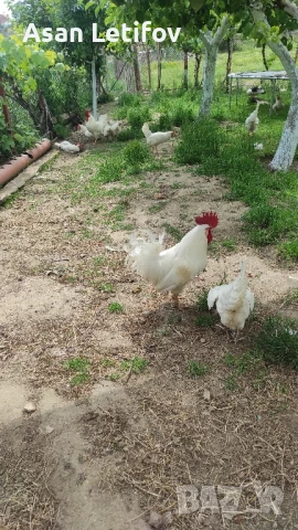 Оплодени яйца от БЯЛ ЛЕГХОРН , снимка 2 - Кокошки и пуйки - 50606714