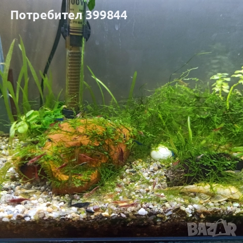 Скариди, снимка 3 - Рибки - 52840192