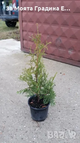 Западна Туя Брабант с Високо качество , снимка 7 - Градински цветя и растения - 49492242