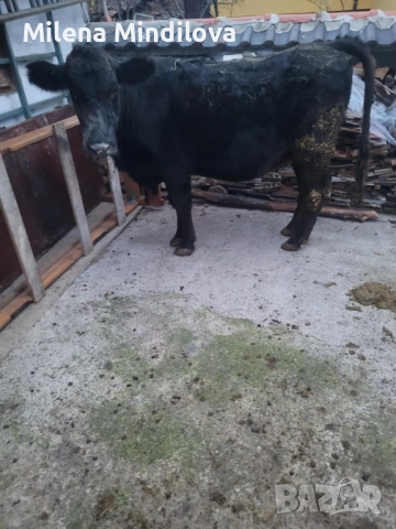 Продавам заплодена юница, снимка 3 - Крави - 52570243
