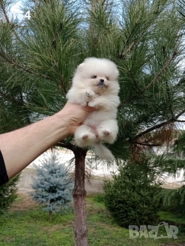 Женски Померани. Реални снимки от 22.12.25 г, снимка 4 - Померан - 52829028