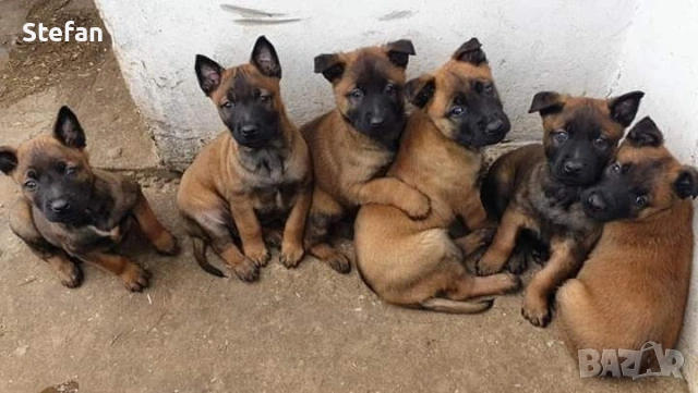 Чистокръвни кученца Белгийска овчарка-Малиноа , снимка 3 - Белгийска овчарка - 53332595