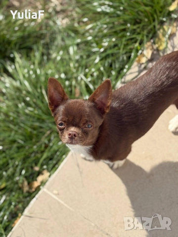 Идеално Момче Чихуахуа , снимка 10 - Чихуахуа - 50747156