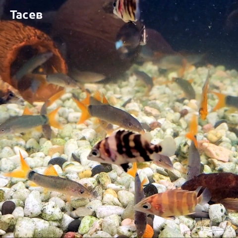 Тигрова риба 4-5см