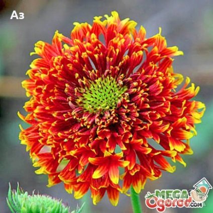 Продавам цветя Гайлардия – разсад за пролетно засаждане в градината, различни цветове, снимка 4 - Разсади - 30273860