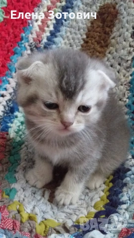 Шотландски котенца , снимка 14 - Други - 54288216
