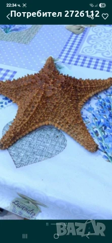 Морски артикули , снимка 9 - Декорация за дома - 46756630