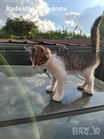 Подарявам малки котета на два месеца. Перник кв Тева., снимка 5 - За котки - 55920190