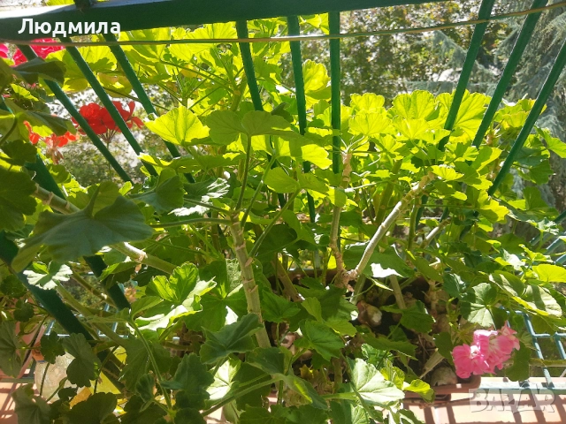 Мушкато,много богати,големи сандъчета с над 10 корена,последни бройки., снимка 6 - Стайни растения - 52235443