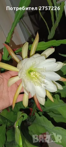 Disocactus crenatus, снимка 7 - Стайни растения - 56515596