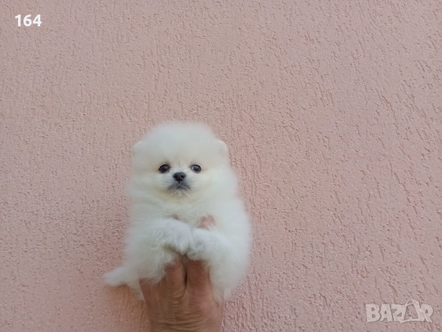 Бели Померани. Реални снимки от 19.04.26 г. , снимка 7 - Померан - 54209106