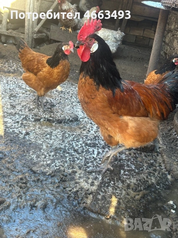 Форверк , снимка 4 - други­ - 53948952