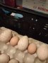 ПРОДАВАМ РАЗПЛОДНИ ОПЛОДЕНИ ПУЕШКИ ЯЙЦА, снимка 3