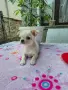 Чистокръвно Чихуахуа , снимка 3