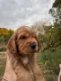 Куче кокер шпаньол, снимка 10