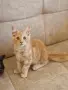 котенца Мейн Куун, снимка 14