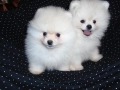 Продавам две мини померанчета момчета, снимка 2