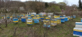 Продавам пчелни семейства , снимка 1 - За пчели - 44810122