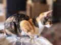 Подарявам котенце , снимка 6