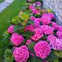 Хортензия розова , снимка 1 - Градински цветя и растения - 40365587
