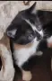 Подарявам котенца, снимка 4