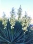 Вкоренени растения студоустойчива Юка на 1-3 год., снимка 16