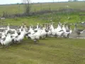 Гъски големи отлично гледани , снимка 6