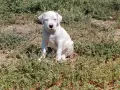 Кученца Дого Аржетино, снимка 3