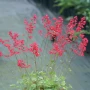 Heuchera ‘Ruby Bells’ (Хойхера Рубинени Камбанки), снимка 3