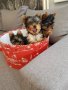 Йоркширски териер йорки момченца и момиченца, снимка 6
