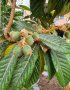 Японска мушмула , снимка 6