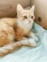 Търси се дом на Сара, снимка 4