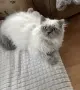 Мъжки котарак за Разплод, снимка 2