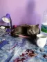 персийски британски котета , снимка 12