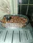 Автоматична кафемашина., снимка 6