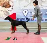 Родословни Добермани, снимка 5