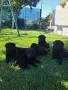Продавам черни немски овчарки, снимка 13