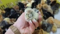 Еднодневни пилета , снимка 5