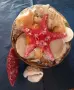 Кошница с екзотични раковини +още 2 броя. , снимка 3