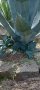 Синьо агаве американа, снимка 1