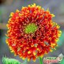 Продавам цветя Гайлардия – разсад за пролетно засаждане в градината, различни цветове, снимка 4