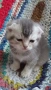 Шотландски котенца , снимка 14