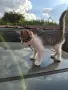 Подарявам малки котета на два месеца. Перник кв Тева., снимка 5