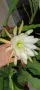 Disocactus crenatus, снимка 7