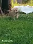 Женско кутре Алабай , снимка 3