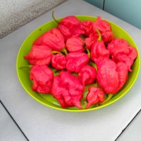 Carolina Reaper - чушки,семена и растения, снимка 1 - Сортови семена и луковици - 42832508