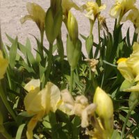 Продавам цветя Ириси, ниски, жълти и тъмно сини, снимка 2 - Разсади - 36896575