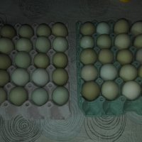 Яйца от кокошка Великденска носачка XL, снимка 1 - други­ - 44279674