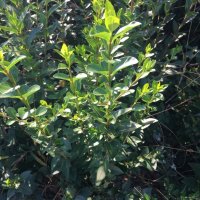 Зелен лигуструм  разклонен ,подрязван перфектен на гол корен- 070 см, снимка 8 - Градински цветя и растения - 18136492
