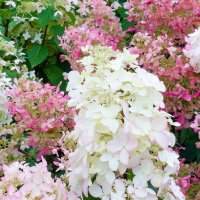 Хортензия Розовата Лейди за супер слънце, Hydrangea Paniculata 'Pink Lady', снимка 3 - Градински цветя и растения - 42656245